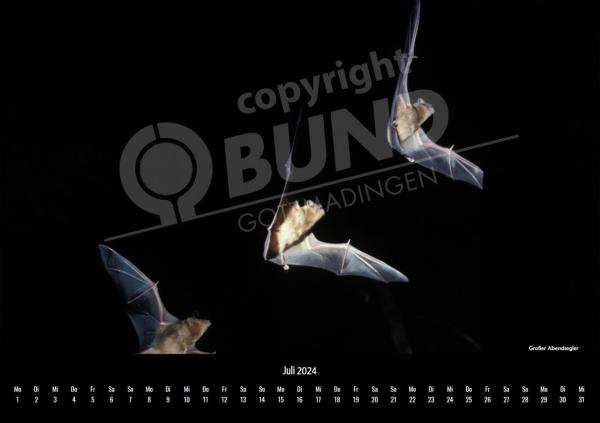 Fledermauskalender für 2023 - Juli